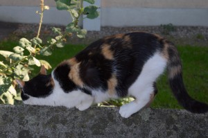 实测分享“上海明星麻将可以开挂吗？”(原来有挂)