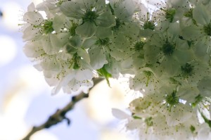 [分析]“新猴王拼三张到底有没有挂”(原来确实是有挂)