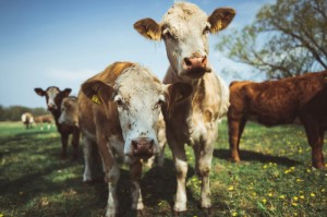 独家分享“新战皇牛牛真的有挂吗”［原来真的有挂］