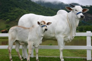 [实测]“功夫熊猫牛牛有挂吗”有挂详细开挂教程