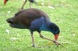 第一攻略.“来来淮北麻将有挂吗”(原来真的可以开挂)