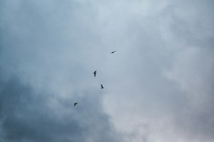 重磅来袭“避风阁有挂吗？”揭秘开挂教程分享