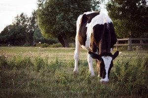 [分享]“新好游牛牛真的有挂吗”(原来确实是有挂)