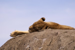 我来教教大家“新海狮牛牛到底是不是有透视挂吗”(确实有挂)