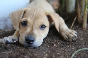 去年疫情是什么病毒感染的/去年疫情是什么病毒感染的呢