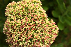 独家分享“毛豆大厅炸/金/花有开挂软件吗”［太坑了原来有挂］