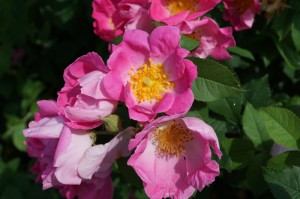 必看实操“樱花互粉有没有挂”详细教程