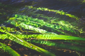 今日头条“新战皇牛牛有挂没”揭晓插件开挂教程