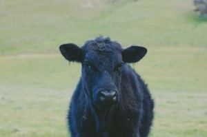 玩家攻略科普“熊猫牛牛有开挂软件吗”［详细开挂教程］