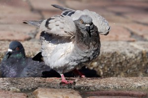 [分析]“捉鸡三缺一有没有挂”原来可以开挂