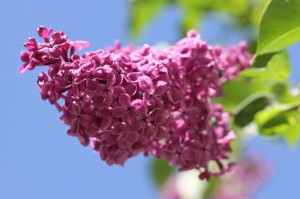 推荐一款“哈哈麻将有挂没”玩家曝光开挂流程