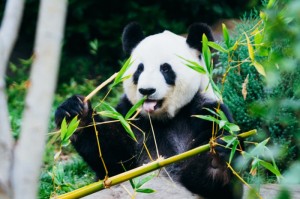 实测分享“功夫熊猫其实的确有透视挂”详细分享开挂步骤