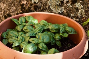 今日重大发现“毛豆炸/金/花有挂吗”［详细开挂教程］