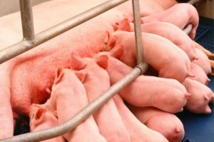 重大通报.“新道游大厅要怎么开挂”其实真的有挂