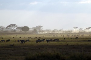 非洲地区疫情怎么样/非洲地区疫情怎么样了