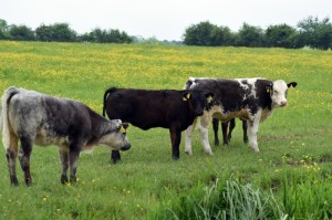 今日重大通报“红豆牛牛透视辅助工具”(的确有挂)