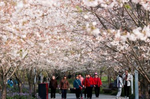 第一攻略.“流樱大厅为什么一直输,可以开挂吗”原来真的有挂