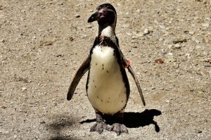 ［最新分享］“微乐家乡麻将有没有挂”!(详细开挂教程)